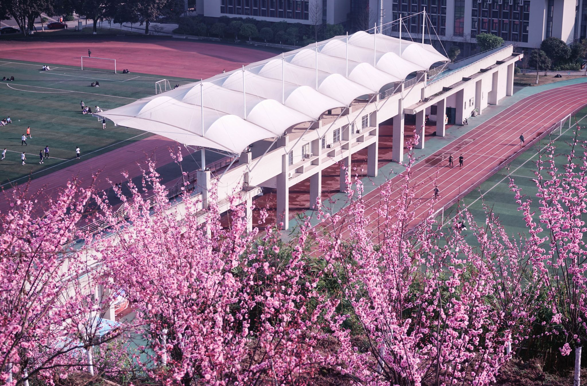 校园春景-重庆理工大学